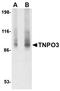 Transportin 3 antibody, orb74987, Biorbyt, Western Blot image 