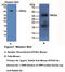 Apolipoprotein A5 antibody, MBS2005257, MyBioSource, Western Blot image 