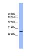 Mucin 3B, Cell Surface Associated antibody, orb326253, Biorbyt, Western Blot image 