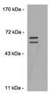 Double Homeobox 4 antibody, 57100, QED Bioscience, Western Blot image 