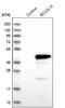 BCL2 Like 14 antibody, NBP1-91697, Novus Biologicals, Western Blot image 