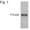 Insulin Receptor Substrate 1 antibody, NB100-74450, Novus Biologicals, Western Blot image 