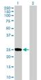 Dual Specificity Phosphatase 19 antibody, H00142679-B01P, Novus Biologicals, Western Blot image 