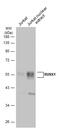RUNX Family Transcription Factor 1 antibody, GTX129924, GeneTex, Western Blot image 