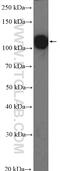 Melanoma Cell Adhesion Molecule antibody, 17564-1-AP, Proteintech Group, Western Blot image 