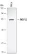 FKBP Prolyl Isomerase 4 antibody, AF4095, R&D Systems, Western Blot image 
