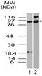 Interferon-activable protein 204 antibody, MBS668061, MyBioSource, Western Blot image 