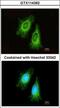 Electron Transfer Flavoprotein Subunit Alpha antibody, GTX114392, GeneTex, Immunofluorescence image 