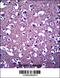 Protocadherin Gamma Subfamily A, 3 antibody, 57-156, ProSci, Immunohistochemistry frozen image 