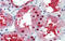 GATA Binding Protein 3 antibody, 25-031, ProSci, Enzyme Linked Immunosorbent Assay image 