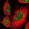 Msh Homeobox 2 antibody, NBP1-85445, Novus Biologicals, Immunofluorescence image 