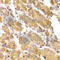 ADP-Ribosyltransferase 5 antibody, A7146, ABclonal Technology, Immunohistochemistry paraffin image 
