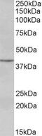Paired Box 5 antibody, 45-105, ProSci, Enzyme Linked Immunosorbent Assay image 