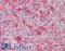 Apolipoprotein A1 antibody, LS-B3582, Lifespan Biosciences, Immunohistochemistry paraffin image 