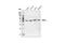 Casein Kinase 2 Alpha 1 antibody, 2656S, Cell Signaling Technology, Western Blot image 