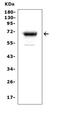 Mesothelin antibody, LS-C357477, Lifespan Biosciences, Western Blot image 