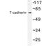 Cadherin 13 antibody, LS-C176875, Lifespan Biosciences, Western Blot image 