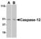 Caspase-12 antibody, 2325, QED Bioscience, Western Blot image 