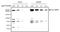 Insulin Like Growth Factor 2 Receptor antibody, NB100-74387, Novus Biologicals, Western Blot image 