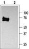 Potassium Voltage-Gated Channel Subfamily A Member 3 antibody, TA328686, Origene, Western Blot image 