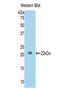 Collagen Type VI Alpha 1 Chain antibody, LS-C300092, Lifespan Biosciences, Western Blot image 