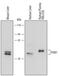 Paraoxonase 1 antibody, MAB4926, R&D Systems, Western Blot image 