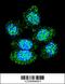 Acid Phosphatase antibody, 63-933, ProSci, Immunofluorescence image 
