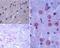 Latexin antibody, PA5-23239, Invitrogen Antibodies, Immunohistochemistry paraffin image 