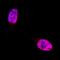 T-box transcription factor TBX3 antibody, AF4509, R&D Systems, Immunofluorescence image 
