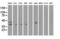 Haptoglobin antibody, M00062-1, Boster Biological Technology, Western Blot image 