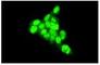 p53 antibody, sc-126, Santa Cruz Biotechnology, Immunofluorescence image 