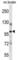 Itchy E3 Ubiquitin Protein Ligase antibody, abx027507, Abbexa, Western Blot image 