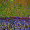 Visinin Like 1 antibody, NBP2-25167, Novus Biologicals, Immunofluorescence image 
