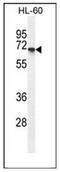 Ectonucleoside Triphosphate Diphosphohydrolase 3 antibody, AP51439PU-N, Origene, Western Blot image 