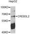 CAMP Responsive Element Binding Protein 3 Like 2 antibody, abx125720, Abbexa, Western Blot image 