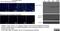 Autophagy Related 12 antibody, AAM79, Bio-Rad (formerly AbD Serotec) , Western Blot image 