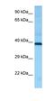 Histamine Receptor H2 antibody, orb331318, Biorbyt, Western Blot image 