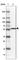 Regulator Of MON1-CCZ1 antibody, HPA043589, Atlas Antibodies, Western Blot image 