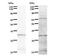 UTP4 Small Subunit Processome Component antibody, LS-C342800, Lifespan Biosciences, Western Blot image 