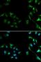 Mitogen-Activated Protein Kinase 1 antibody, LS-C330853, Lifespan Biosciences, Immunofluorescence image 