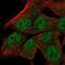 TRNA Selenocysteine 1 Associated Protein 1 antibody, NBP2-58500, Novus Biologicals, Immunocytochemistry image 