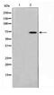 TATA-Box Binding Protein Associated Factor 6 Like antibody, TA347744, Origene, Western Blot image 