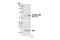 BCL2 Associated Agonist Of Cell Death antibody, 5284P, Cell Signaling Technology, Western Blot image 