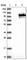 Calcium Binding And Coiled-Coil Domain 1 antibody, HPA038314, Atlas Antibodies, Western Blot image 