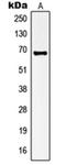 Potassium Voltage-Gated Channel Subfamily A Member 3 antibody, orb214149, Biorbyt, Western Blot image 