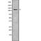 CD163 antibody, abx149049, Abbexa, Western Blot image 