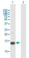 Matrix Gla Protein antibody, H00004256-B01P, Novus Biologicals, Western Blot image 