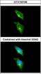 G Protein-Coupled Receptor 82 antibody, GTX100196, GeneTex, Immunocytochemistry image 