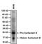 Surfactant Protein B antibody, MA1-204, Invitrogen Antibodies, Western Blot image 