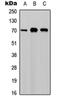 Hyaluronan Binding Protein 2 antibody, orb234870, Biorbyt, Western Blot image 